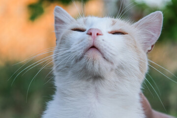 Adorable stray cat close-up on nature background.