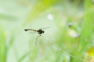 dragonfly on the grass