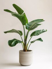 A single large ornamental plant in a modern pot, displayed against a pristine white background