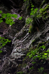 moss covered rock