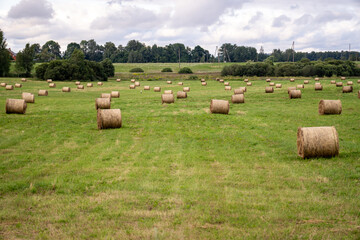 Round bales of dry hay in a green field