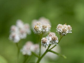 山の岸壁に咲くクリヤマハハコ