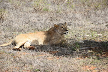 kenya