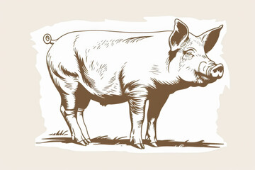 Engraving style image of a pig standing on a farm, ideal for organic food packaging