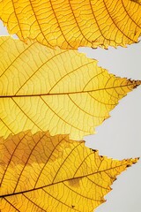 Fototapeta premium Golden Leaves