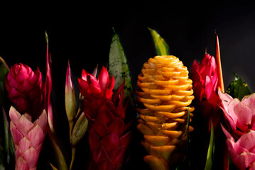 Bright arrangement of tropical exotic flowers and leaves on black. Elegant collection of unusual long-lasting hot climate flowers guzmania, strelitzia, bromeliad, heliconia, Crotón, sansevieria © Tatiana