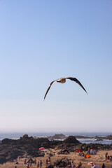 Gaviota volando por el cielo 