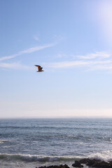 Gaviota volando por el cielo