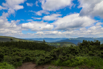 Obraz premium Landscape of Carpathian Mountains in spring against the background of bright blue sky and white fluffy clouds.