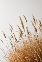 Fototapeta premium Nature Inspired: Dried Hare's-Tail Grass in a Horizontal Layout