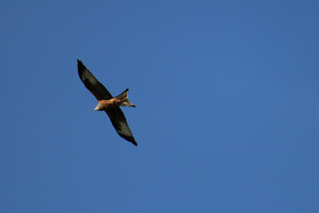 milan flying in the sky