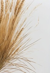 Dried Hare's-Tail Grass Flat Lay: Minimalist Botanical Photography | Warm Golden Light | White Background
