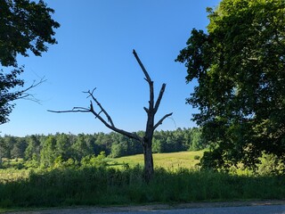 Solitary Tree in a Sunny Meadow