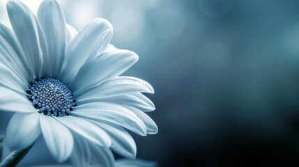 Fototapeta premium A white flower with a blue center. The flower is the main focus of the image. The blue color of the flower contrasts with the blue background, creating a sense of harmony and balance