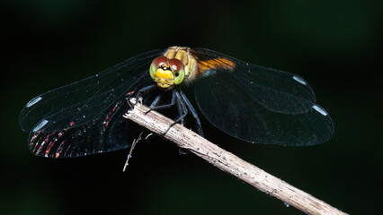 dragonfly on a leaf