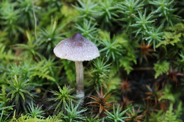mushroom in a green forest