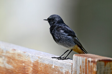 Hausrotschwanz-Männchen // Black redstart - male (Phoenicurus ochruros) 