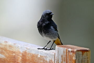 Hausrotschwanz-Männchen // Black redstart - male (Phoenicurus ochruros) 