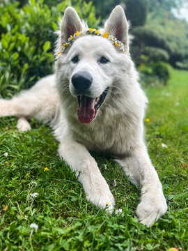 Weisser Sch&auml;ferhund mit Blumenkranz