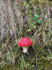 Fliegenpilz von vorne