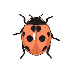Vector illustration. Ladybug insect close-up, in orange red tones, isolated on a white background. Postcard, icon