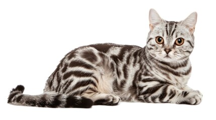 Fototapeta premium A Silver Tabby Cat Posing on a White Background