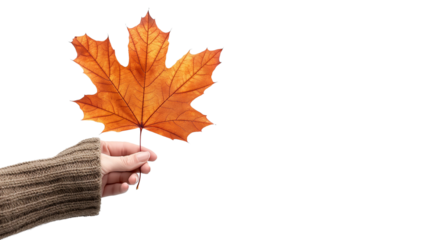 A hand holding a leaf with a white background