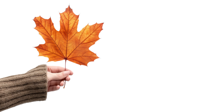 A hand holding a leaf with a white background