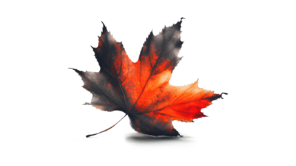 A leaf with a red center and black veins isolated on a transparent background