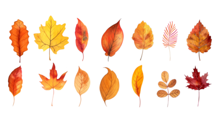 A painting of many leaves in various sizes and colors isolated on a transparent background