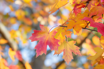 Obraz premium A close-up shot of autumn leaves in various shades of orange and yellow, set against the warm light of a sunny day.