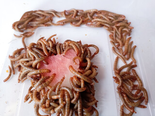 Many flour worms,who was eating a piece of watermelon,closeup background texture