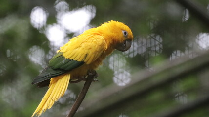 Yellow parrot in the Parque das aves - Foz do Iguaçu, PR, Brazil