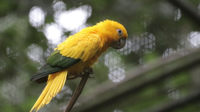Yellow parrot in the Parque das aves - Foz do Igua&ccedil;u, PR, Brazil