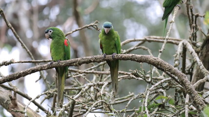 Green parrots on the branch - Parana,  Brazil