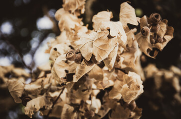Autumn landscape with oak tree branch