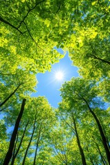 Fototapeta premium Sunlit canopy: glimpse of blue sky among lush green forest