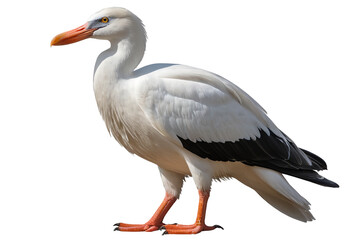 Obraz premium Flying Pelican Silhouette: Dynamic Clipart for Branding and Marketing 