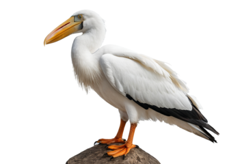 Realistic Pelican Illustration: Vector Graphic for Digital Art