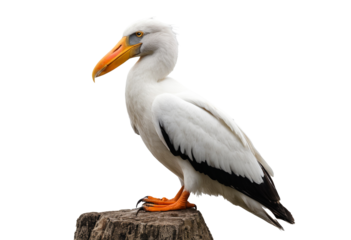 Isolated Pelican on Transparent Background: High-Quality Cutout for Graphic Design Projects