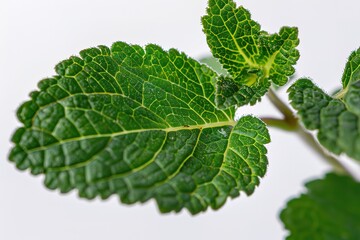 Fototapeta premium Fresh raw mint leaves isolated on a white background