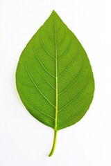 Vibrant green leaf displaying intricate veins on white background