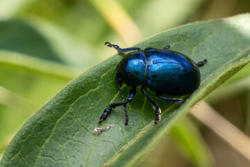 blue mint leaf beetle - Chrysolina coerulans, beautiful metallic blue beetle from European meadows and river banks, Mikulov, Czech Republic.