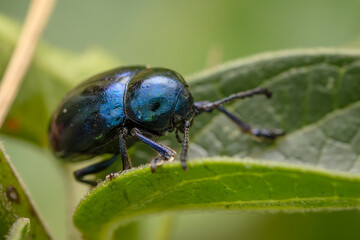 blue mint leaf beetle - Chrysolina coerulans, beautiful metallic blue beetle from European meadows and river banks, Mikulov, Czech Republic.