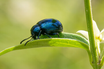 blue mint leaf beetle - Chrysolina coerulans, beautiful metallic blue beetle from European meadows and river banks, Mikulov, Czech Republic.