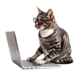 cat wearing glasses using laptop isolate on Transparency Background
