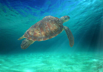 Obraz premium a sea turtle in the crystal clear waters of the island of Curacao
