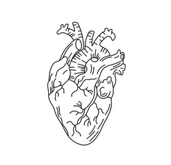 Vector isolated one single human heart organ colorless black and white contour line easy drawing