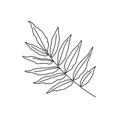 Vector isolated ash tree or ashberry leaves colorless black and white contour line easy drawing