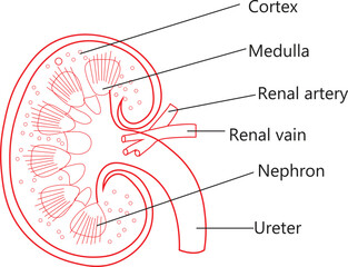 Fototapeta premium KIDNEY ANATOMY OUTLINE VECTOR ART ILLUSTRATION..
